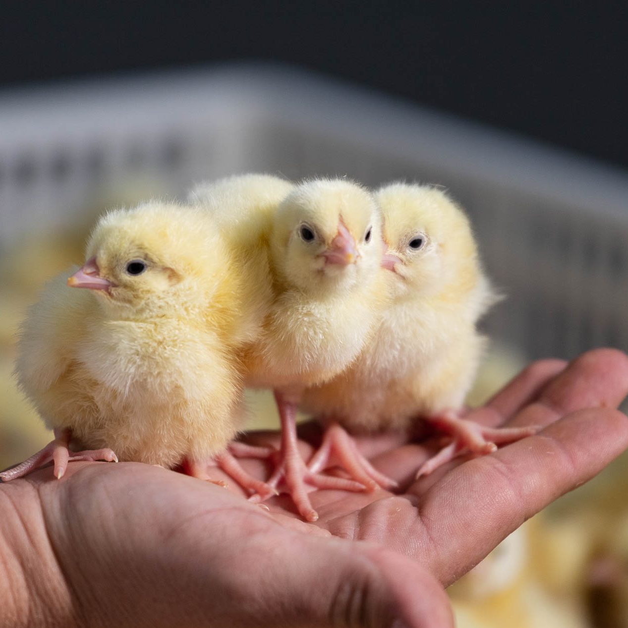 Chicks on male hand