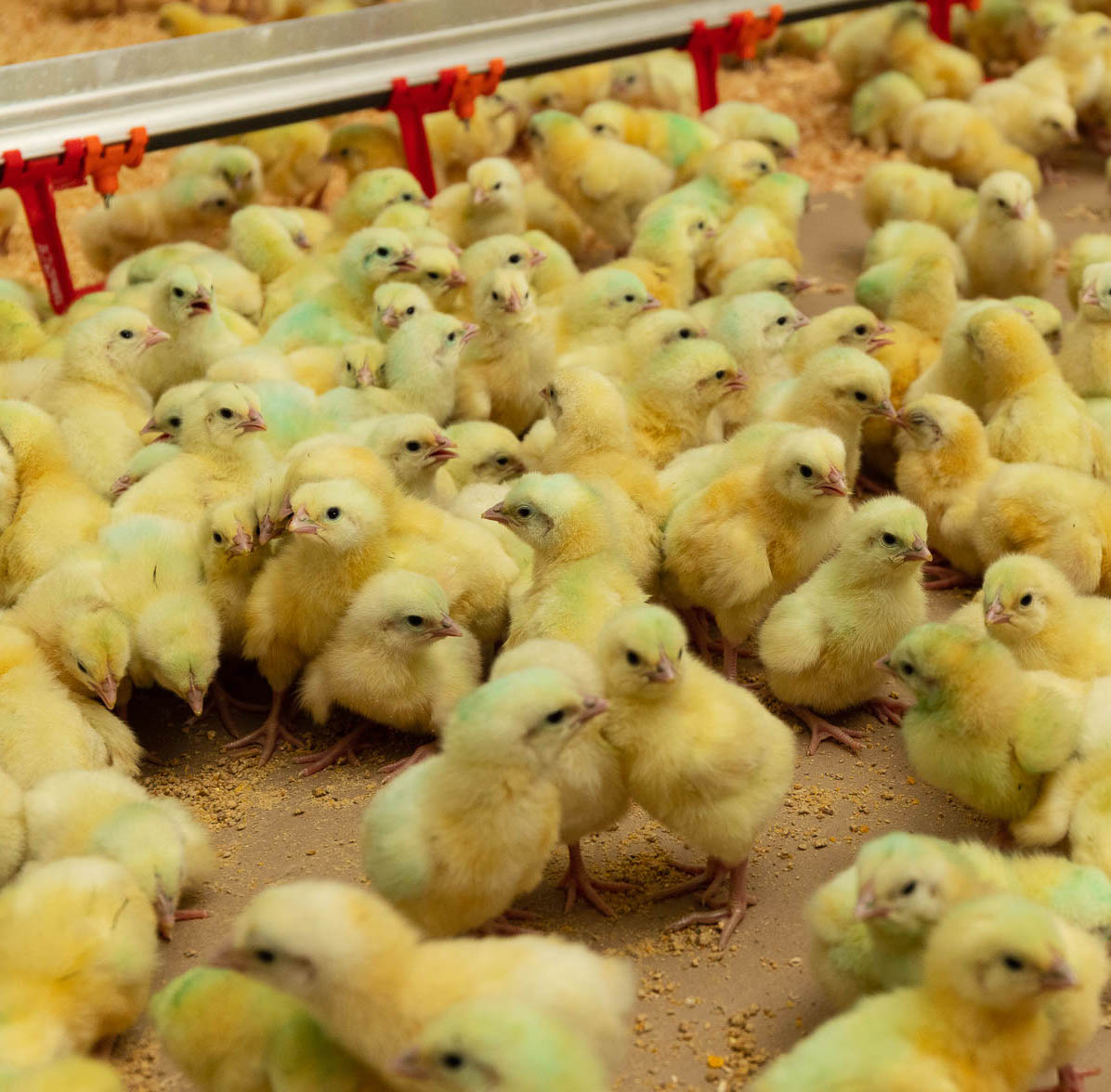 Chicks marked with a blue-green tint, indicating that they have been vaccinated