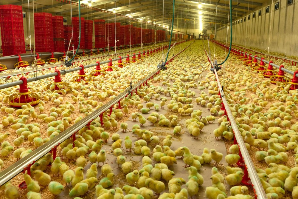 A temperature-controlled chicken house filled with broiler chicks