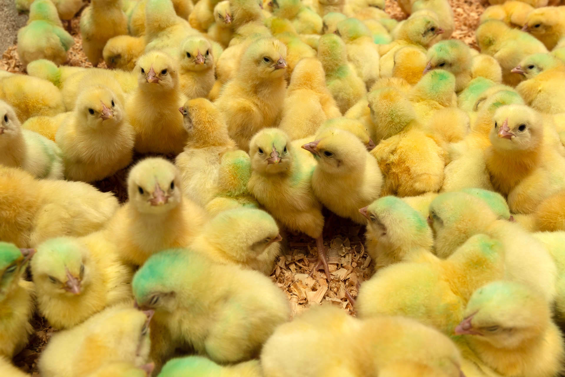 A large group of day-old chicks standing together on shavings
