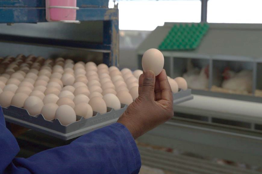Hand holding up egg in a laying hen house